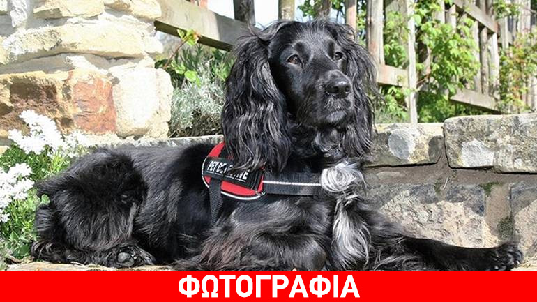 Αυτός είναι ο πρώτος σκύλος που εκπαιδεύτηκε για να εντοπίζει γάτες