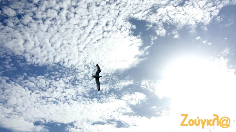 Ένας γλάρος στην Κεφαλονιά!