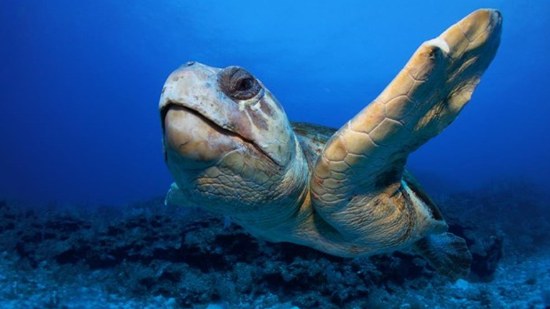 Νεκρή θαλάσσια χελώνα στην Κω