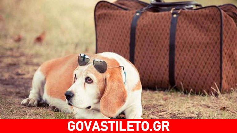 Ποια είναι τα 4 σημαντικά λάθη που κάνουμε ως ιδιοκτήτες σκύλων;