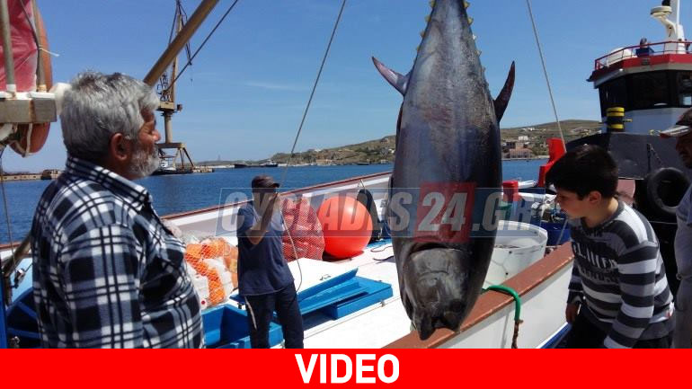 Σέριφος: Έπιασε δύο τεράστιους τόνους συνολικού βάρους 470 κιλών