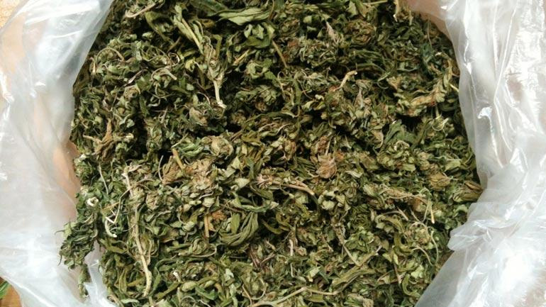 Τρίκαλα: Κατασχέθηκαν 65 κιλά ακατέργαστης κάνναβης