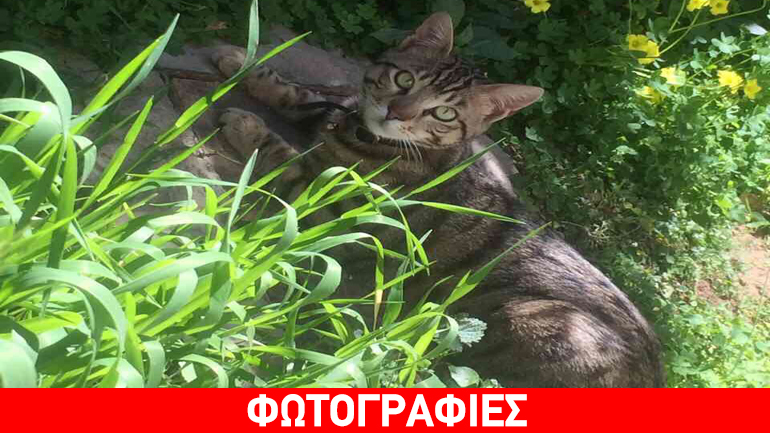 Χάθηκε ο Μίκυ στην περιοχή του Νέου Ψυχικού