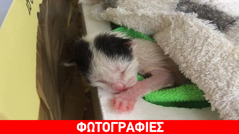 Μαρούσι: Χαρίζεται ένα πανέμορφο νεογέννητο γατάκι