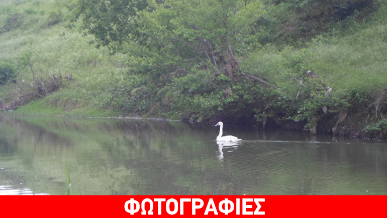 Ένας κύκνος έγινε μασκότ στον Πολύσιτο – Κάνει βόλτες στον ποταμό Κόσυνθο