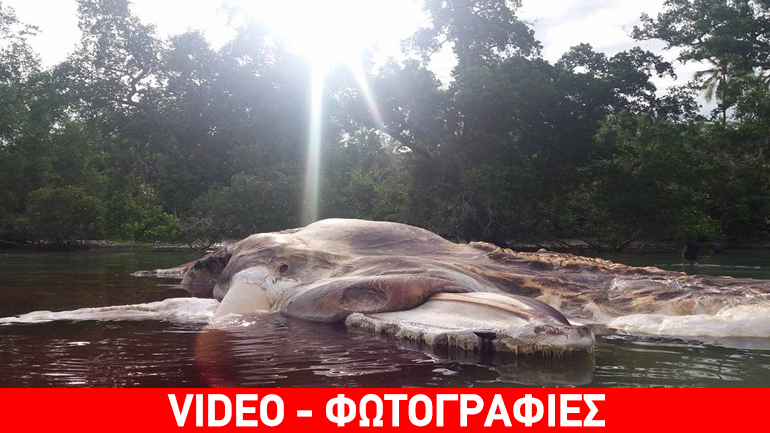 Τεράστιο άγνωστο πλάσμα ξεβράστηκε νεκρό σε παραλία της Ινδονησίας