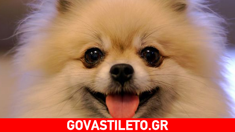 Συμβουλές για να αγαπήσει το κουτάβι το βούρτσισμα