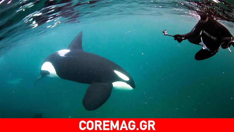 Γνώρισε τον άνθρωπο που κολυμπάει με τις όρκες