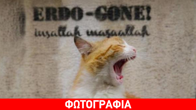 Η γάτα που έφαγε τον… δήμαρχo