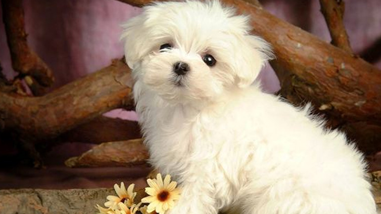 Γιατί μαδάνε τα κατοικίδια μας;