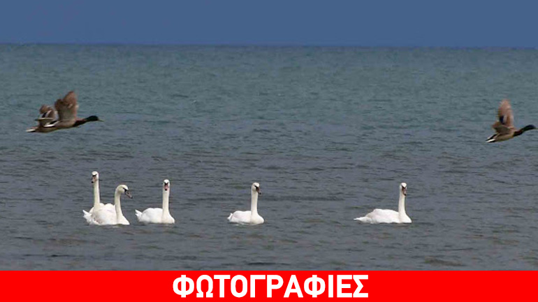 Πανέμορφοι κύκνοι στο Ναύπλιο