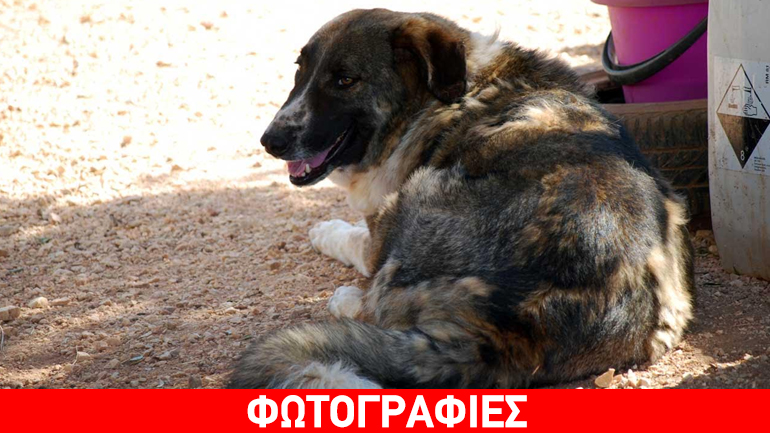 Ramona: Mια… τσοπάνα ιδανική σύντροφος για ανθρώπους!