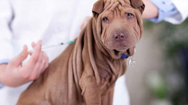 Γιατί τα εμβόλια είναι τόσο σημαντικά για την υγεία του σκύλου σας;