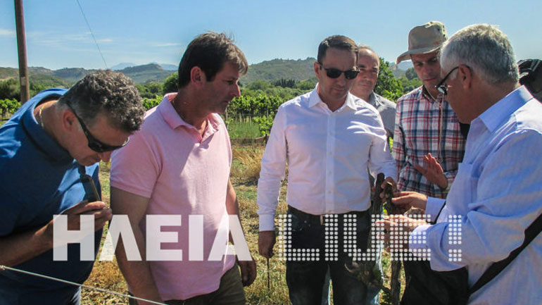 «Σβήνει» η σταφίδα στην Ηλεία