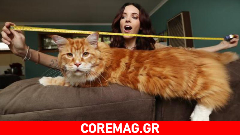 Είναι ίσως ο μακρύτερος γάτος του κόσμου