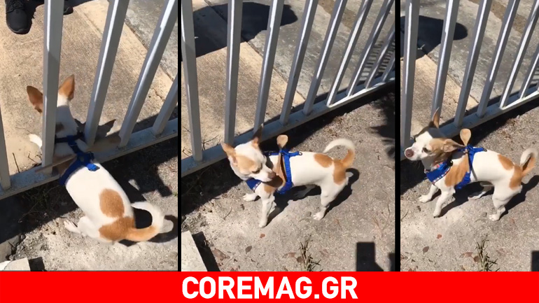 Ένας τρόπος να μην το σκάει ο σκύλος από τα κάγκελα