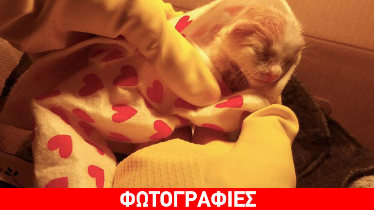 Χαρίζονται δύο νεογέννητα γατάκια που έμειναν ορφανά