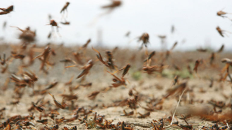Σε κατάσταση εκτάκτου ανάγκης ο Άγιος Ευστράτιος – Ακρίδες ισοπεδώνουν το φυτικό βασίλειο