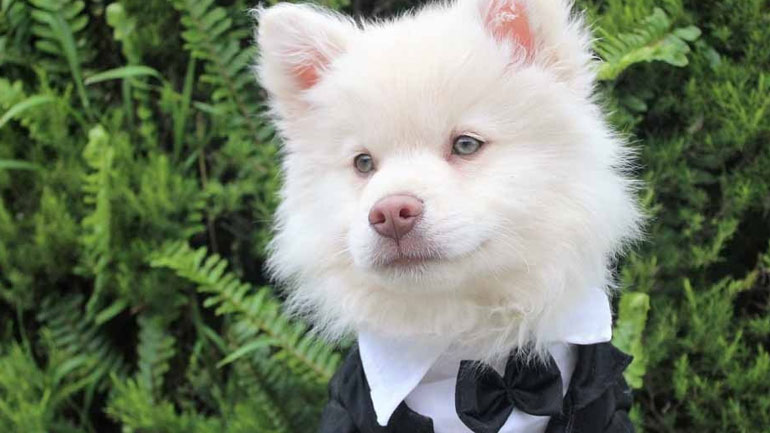 Γιατί δεν πρέπει να κόβουμε τα «μουστάκια» του σκύλου μας