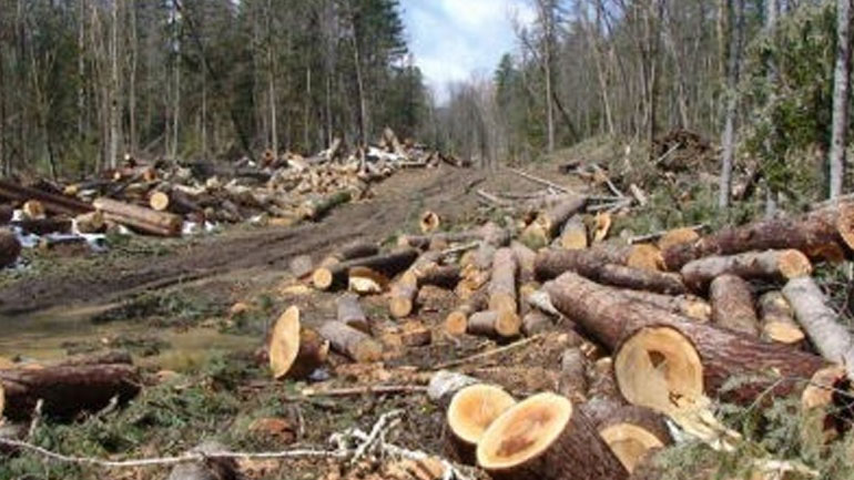 Σύλληψη για λαθροϋλοτομία στην Καστοριά