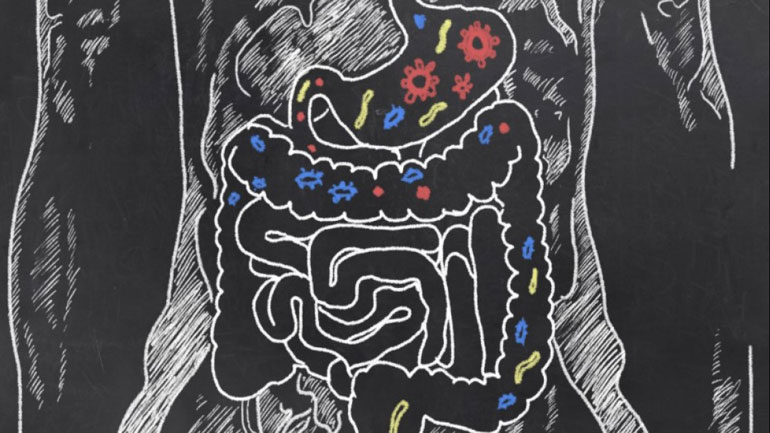 Έλληνας επιστήμονας χαρτογράφησε την αρχιτεκτονική του νευρικού συστήματος του εντέρου