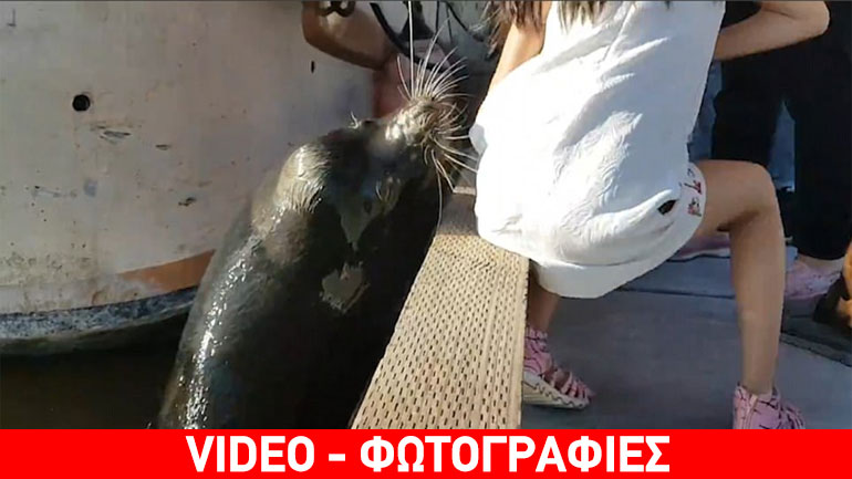 Καναδάς: Θαλάσσιο λιοντάρι αρπάζει κοριτσάκι και το σέρνει στο νερό