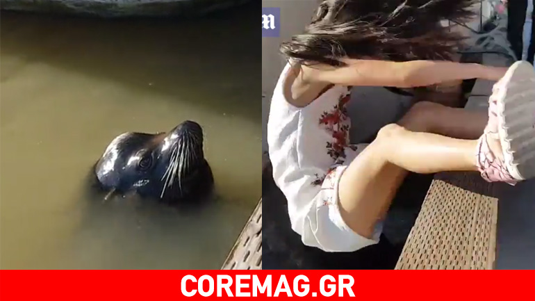 H τρομακτική στιγμή που θαλάσσιο λιοντάρι τραβάει ένα κορίτσι μέσα στο νερό
