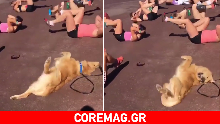 Σκύλος μιμείται γυναίκες που κάνουν γυμναστική