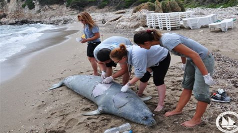 Σκότωσαν φώκια με κυνηγετικό όπλο έξω από τη Σάμο
