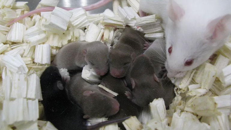 Γεννήθηκαν τα πρώτα υγιή ποντικάκια από σπέρμα που έμεινε εννέα μήνες στον Διεθνή Διαστημικό Σταθμό