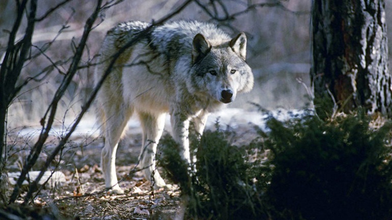Συνεχείς επιθέσεις λύκων στα χωριά του Δήμου Δωδώνης
