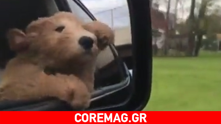 Ο σκύλος απολαμβάνει τη βόλτα στο αυτοκίνητο