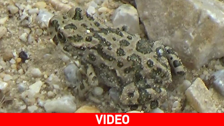 «Έβρεξε» βατράχια στο Ρύμνιο Κοζάνης