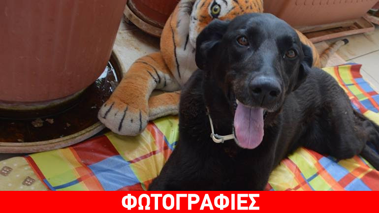 Χάθηκε σκυλίτσα στην περιοχή των Αφίδνων