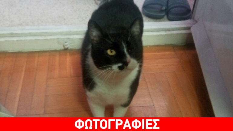 Χαρίζεται ο «Φιλαράκος»