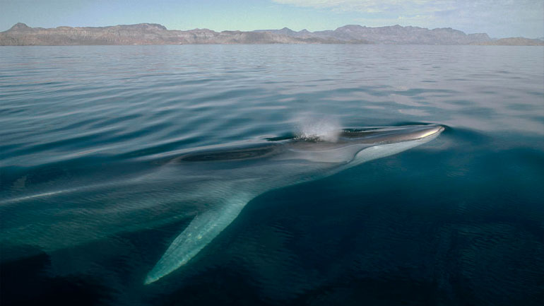 Σύρος: Τουρίστες ήρθαν «πρόσωπο με πρόσωπο» με φάλαινα 12 μέτρων