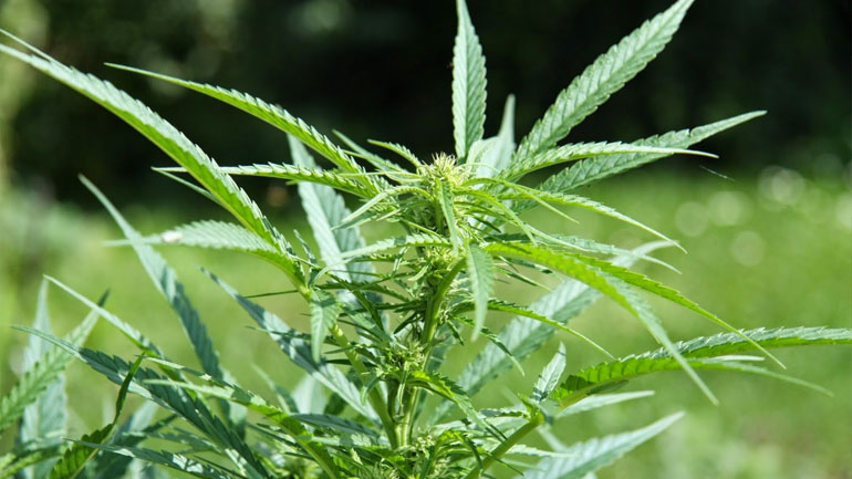 Χειροπέδες σε σπείρα που διακινούσε μεγάλες ποσότητες κάνναβης