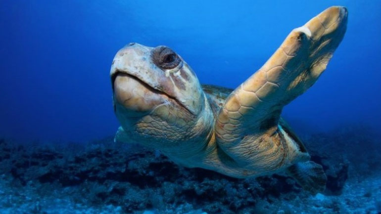 Νεκρή θαλάσσια χελώνα στη Ζάκυνθο