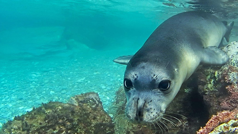 Νεκρή φώκια στην Κύμη