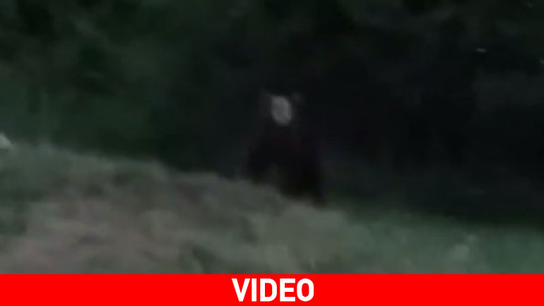 Αρκουδάκι έφθασε λίγα μέτρα από χωριό στην Καστοριά
