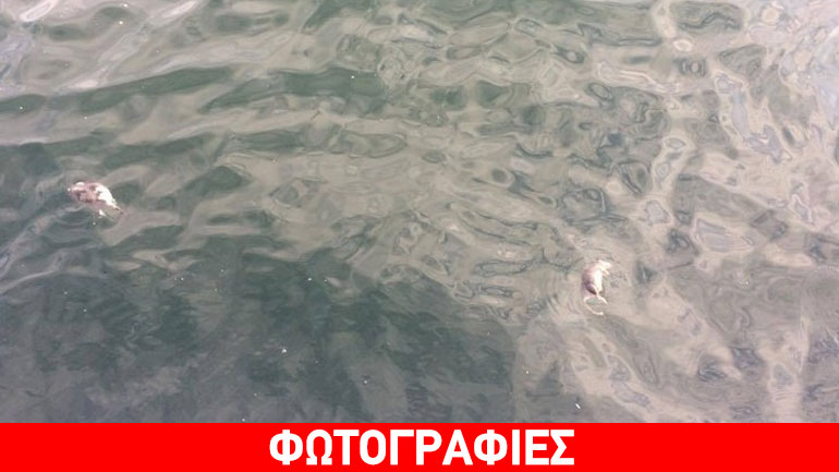 Θεσσαλονίκη: Ψόφια ποντίκια στον Θερμαϊκό!