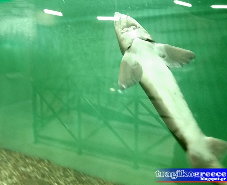 Φωτογραφία του ενυδρείου