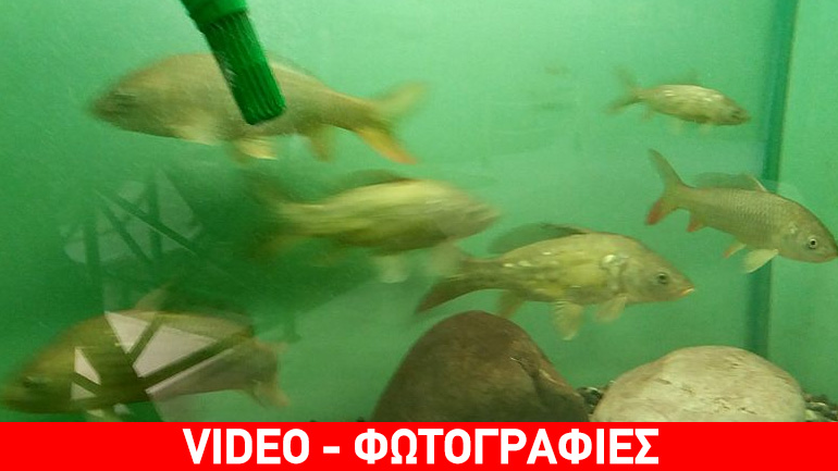 Το μεγαλύτερο ενυδρείο γλυκού νερού των Βαλκανίων βρίσκεται στην Καστοριά