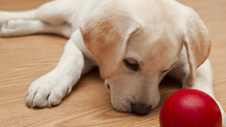 3 πολύτιμες συμβουλές ώστε το κουτάβι μας να γίνει «Σούπερ Σκύλος» όταν μεγαλώσει