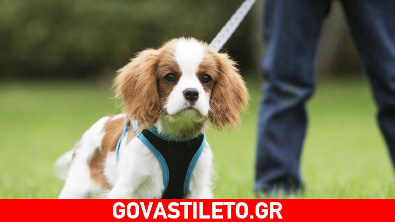 Η μεγάλη αξία της… αδιαφορίας για τον σκύλο μας!