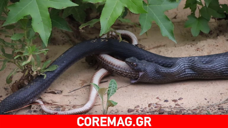 Μαύρο φίδι που το ‘φαγε… το άλλο φίδι!