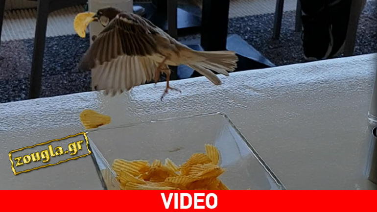 Οι πιο χαριτωμένοι… κλέφτες!