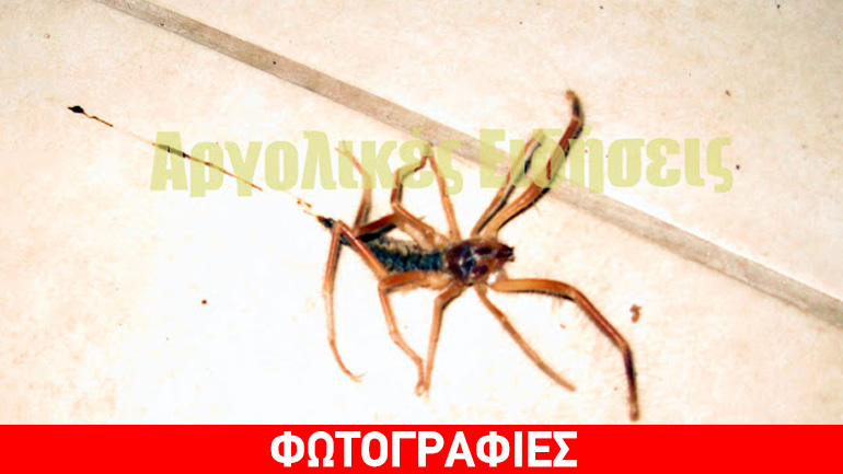 Εντοπίστηκε στο Ναύπλιο η επικίνδυνη Camel Spider
