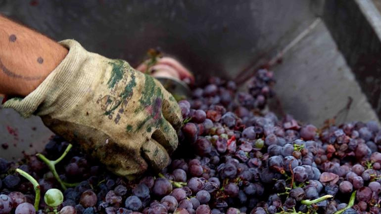 Οι οινοπαραγωγοί ζητούν την κατάργηση του ειδικού φόρου κατανάλωσης στο κρασί