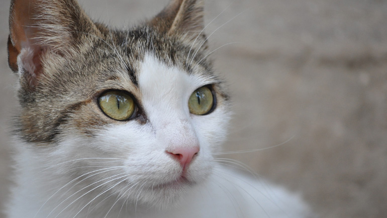 Γατούλα ενός έτους για υιοθεσία
